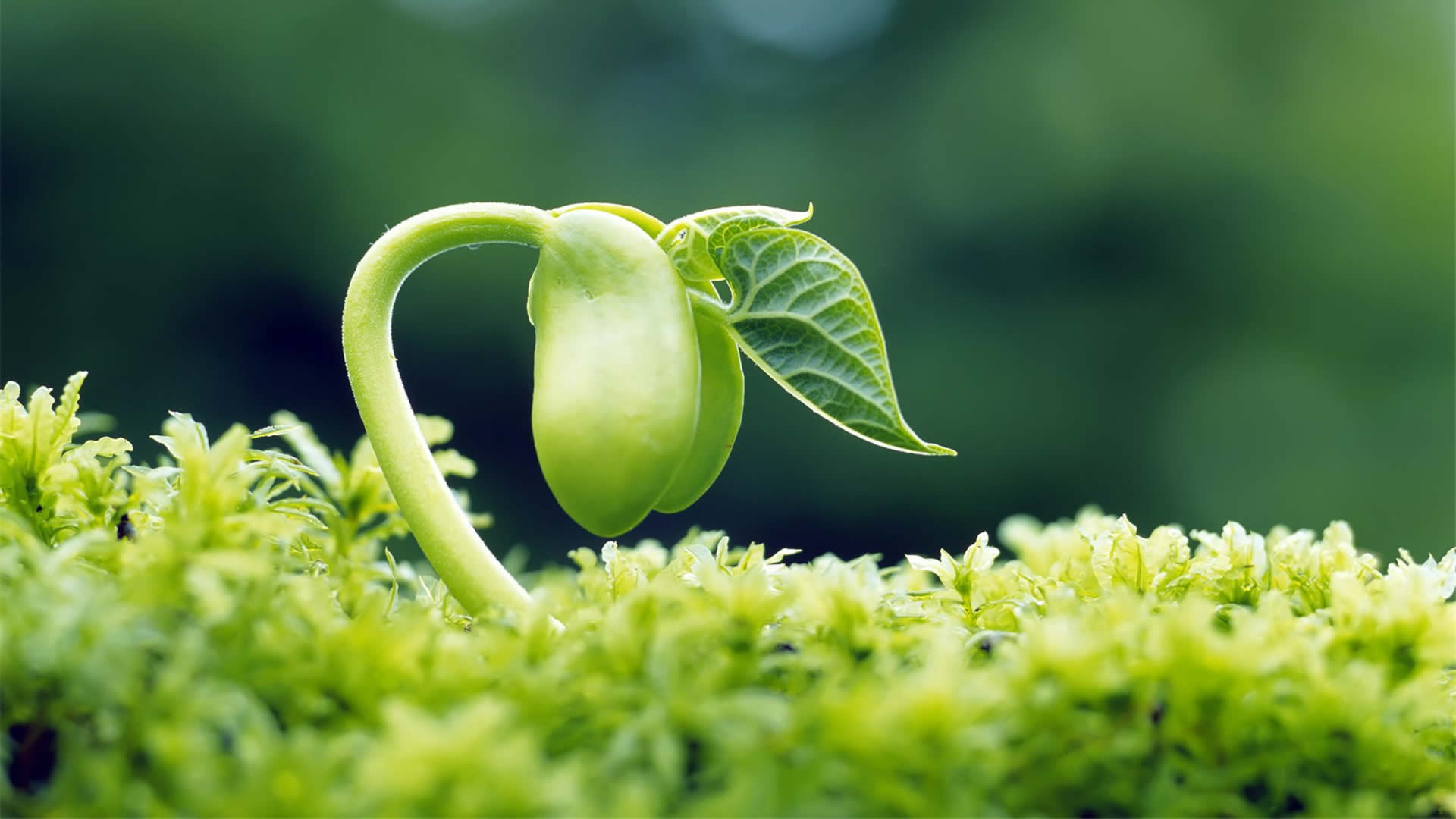 湖北盛惠丰农业科技有限公司